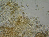 Gymnopilus bellulus image