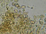 Gymnopilus bellulus image
