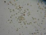Gymnopilus bellulus image