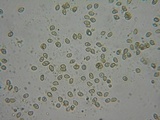 Gymnopilus bellulus image