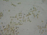 Gymnopilus bellulus image