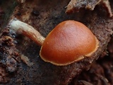 Gymnopilus bellulus image