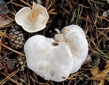 Tricholoma album image