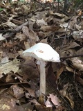 Amanita amerivirosa image