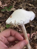 Amanita amerivirosa image
