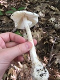 Amanita amerivirosa image