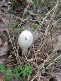 Amanita amerivirosa image