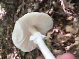 Amanita amerivirosa image