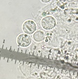 Amanita amerivirosa image