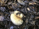 Cortinarius glutinosoarmillatus image