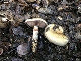 Cortinarius glutinosoarmillatus image