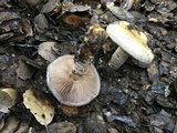 Cortinarius glutinosoarmillatus image