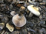 Cortinarius glutinosoarmillatus image