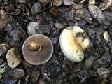 Cortinarius glutinosoarmillatus image