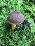 Boletus subtomentosus image