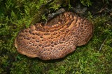 Sarcodon imbricatus image