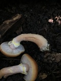 Armillaria gallica image