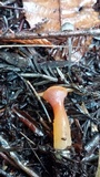 Guepinia helvelloides image