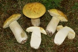 Boletus chippewaensis image