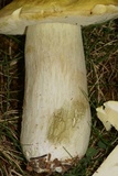 Boletus chippewaensis image
