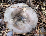 Russula variata image
