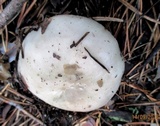 Russula variata image