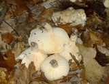 Hygrophorus sordidus image