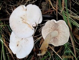 Tricholoma album image