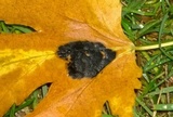 Rhytisma americanum image