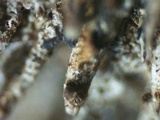Hydnochaete olivacea image