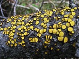 Lachnellula arida image