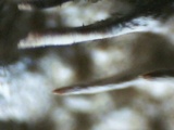 Hydnochaete olivacea image