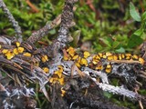 Lachnellula arida image