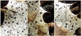 Coccomyces dentatus image