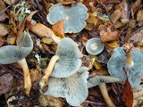 Clitocybe odora image