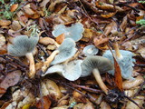 Clitocybe odora image