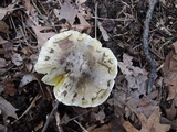 Tricholoma subsejunctum image