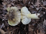 Tricholoma subsejunctum image