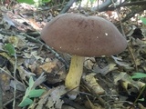 Tylopilus rubrobrunneus image