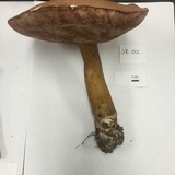 Tylopilus rubrobrunneus image
