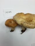Lactarius psammicola image