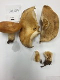 Lactarius psammicola f. glaber image