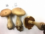 Cortinarius flavifolius image