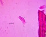 Dacrymyces minor image