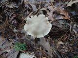 Entoloma rhodopolium image