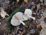 Entoloma rhodopolium image