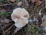 Entoloma albidum image