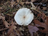 Entoloma albidum image