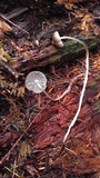 Mycena maculata image