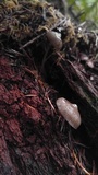 Mycena maculata image